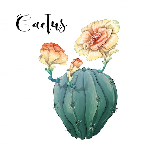 Cactus en illustration vectorielle et désert