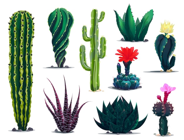 Vecteur cactus mexicains, plantes succulentes épineuses de dessin animé