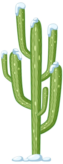 Cactus Saguaro Isolé Sur Fond Blanc