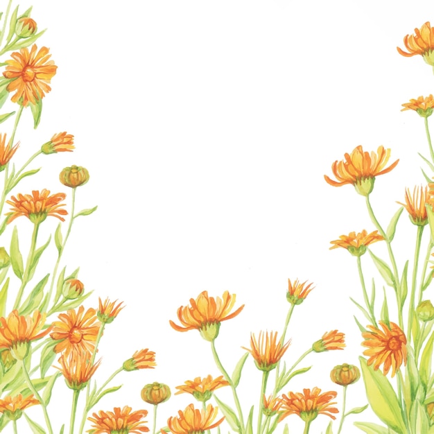 Cadre de calendula aquarelle