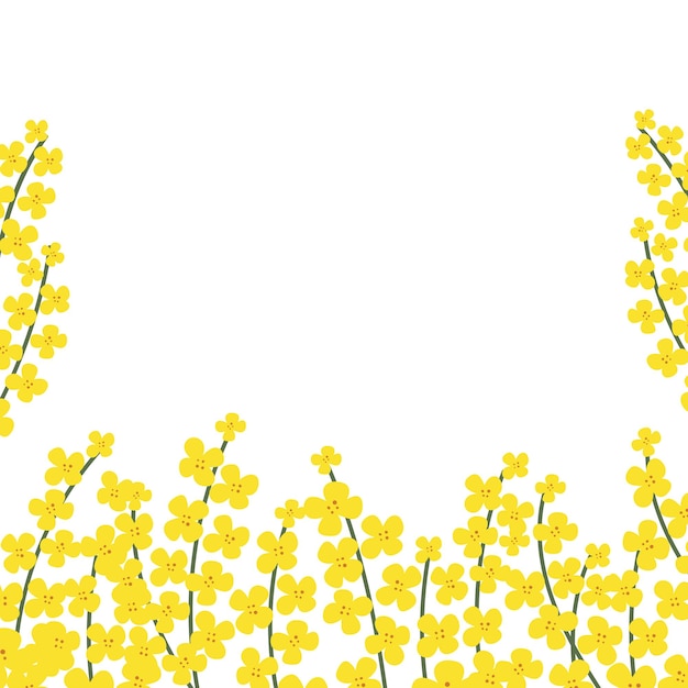 Cadre carré de fleur en colza Bordure florale dessinée à la main avec espace de copie Élément de conception d'invitations de modèle de carte de voeux de branche de canola de dessin animé jaune Tous les objets sont isolés