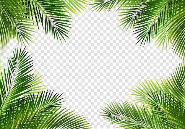 Cadre Feuilles Palmier Tropical Isolé Sur Fond Transparent