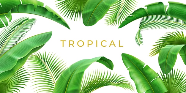 Cadre De Fond De Feuilles Tropicales D Réaliste