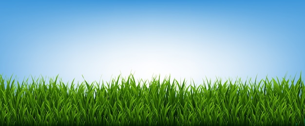 Cadre d'herbe verte et fond de ciel bleu, Illustration vectorielle