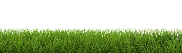 Cadre d'herbe verte isolé et fond blanc