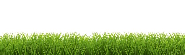 Cadre Herbe Verte Isolé Sur Fond Wite