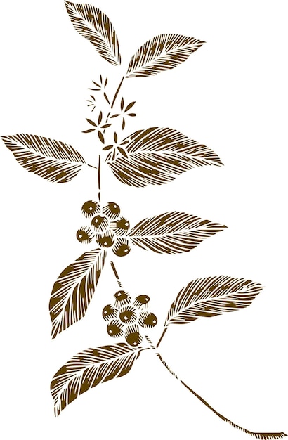 Café, grains de café, plante, dessinés à la main, arbre,