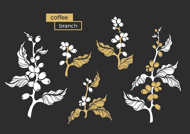 Vecteur caféier, branche, feuilles, haricot, forme florale, illustration