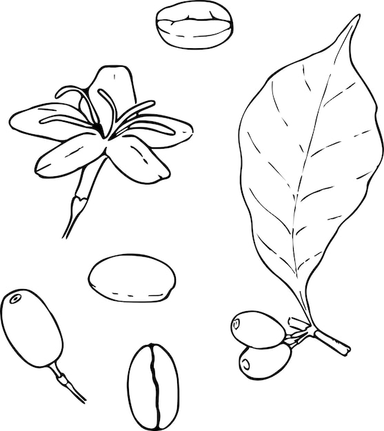 Caféier fleurs et haricots illustration vectorielle