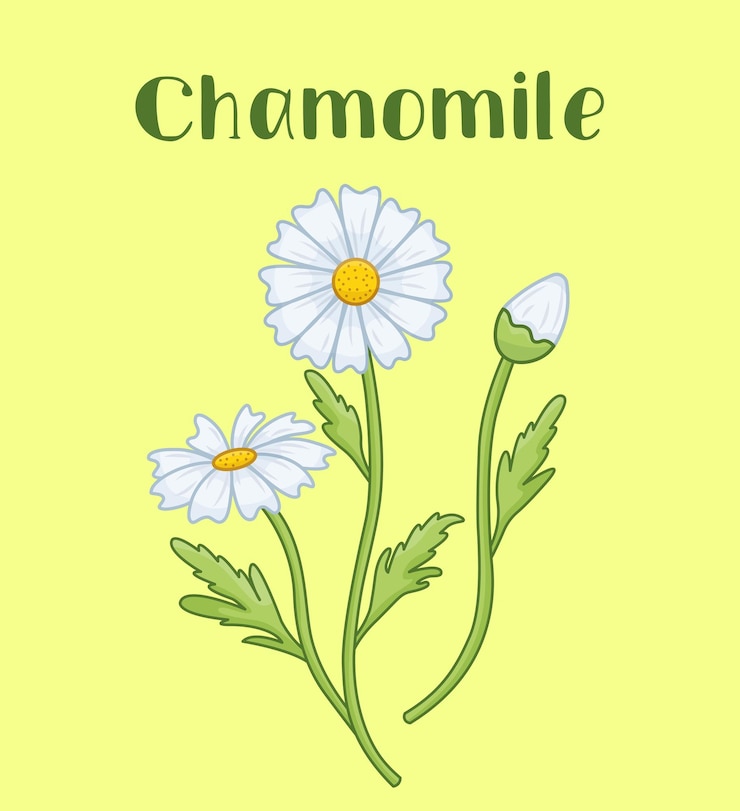 Vecteur camomille de dessin animé avec contour et inscription