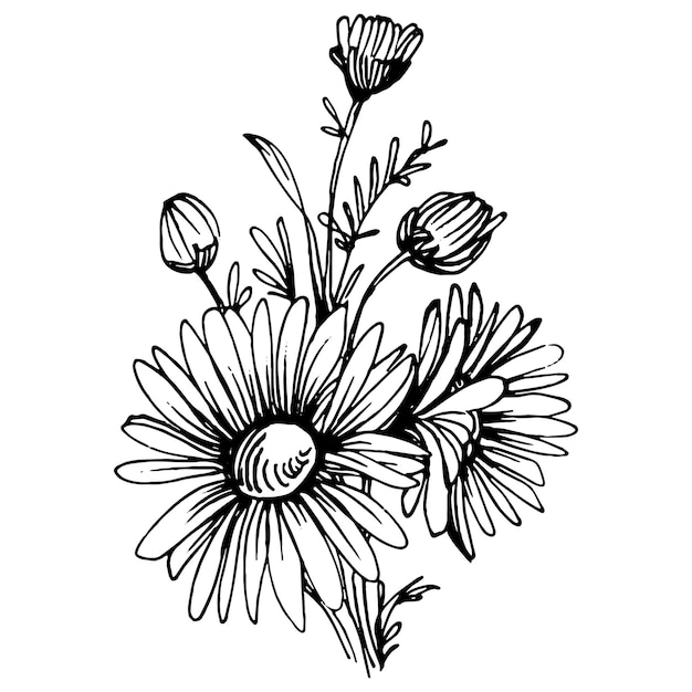 Camomille à La Main Dessin Daisy Wheelxafloral Tatouage Très Détaillé Dans Le Concept De Style D'art En Ligne