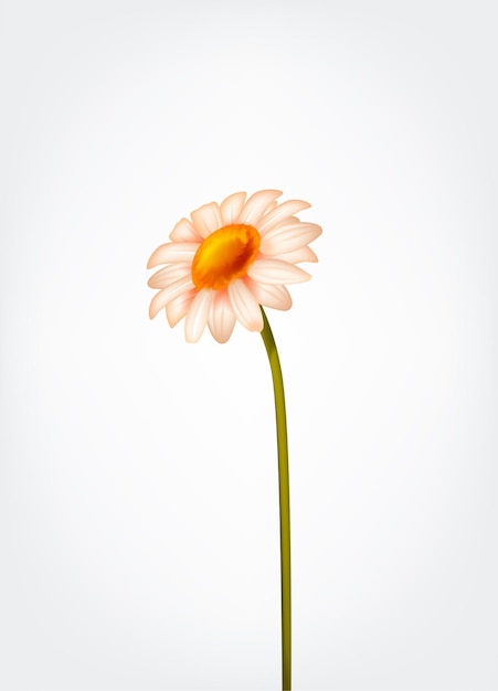 Camomille marguerite fleur de marguerite fraîche isolée
