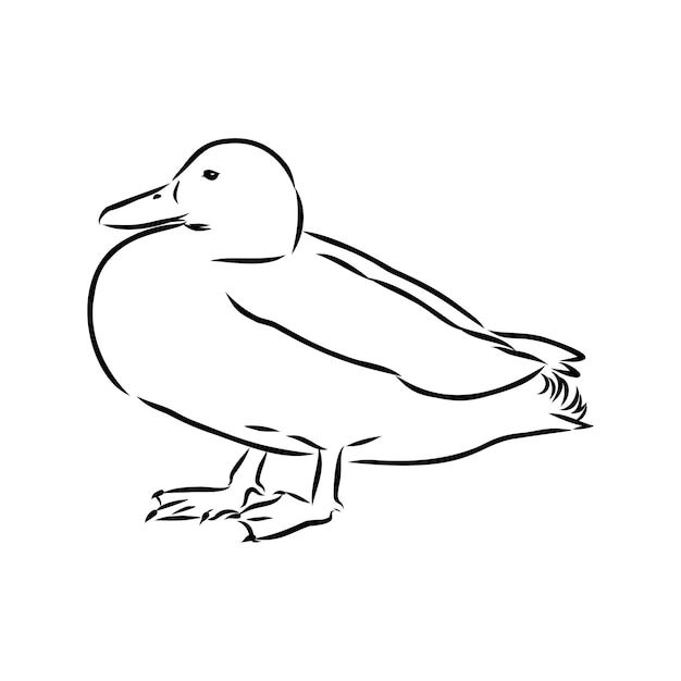 Canard Isolé Vector Sketch Hand Drawn Illustration Noir Sur Fond Blanc