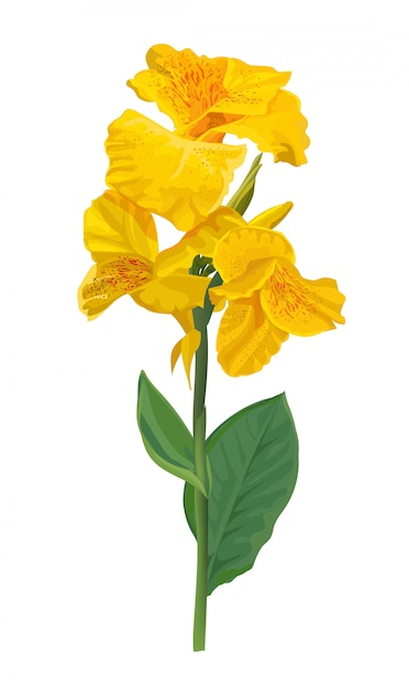 Canna lis jaune fleur isolée on white