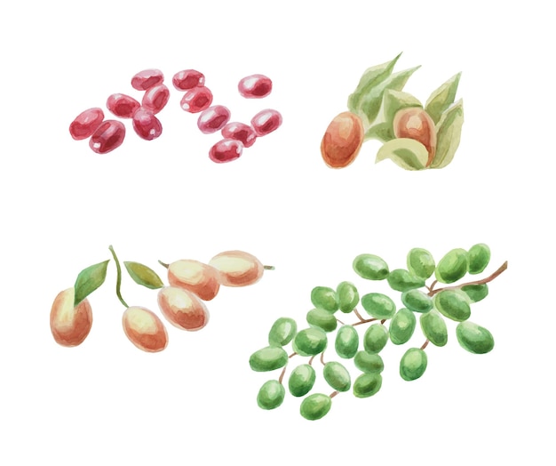 Canneberges physalis kumquats raisins illustration vectorielle Illustration aquarelle