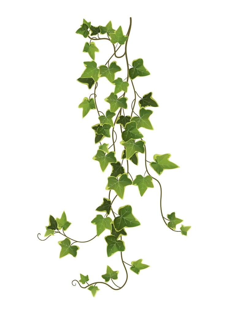 Caricature de branche de plante de lierre. Treille.
