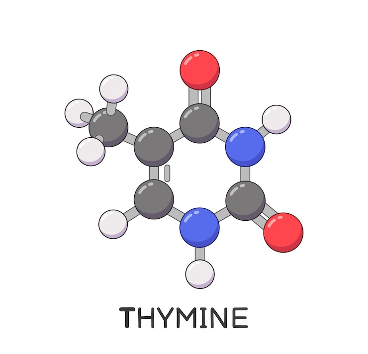 Caricature de structure de molécule de thymine ADN
