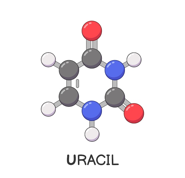 Vecteur caricature de structure de molécule d'uracile d'arn