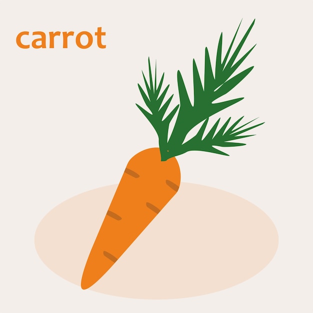 Carotte Orange Avec Des Sommets Verts. Illustration D'un Légume Sur Fond Blanc Dans Le Style Plat