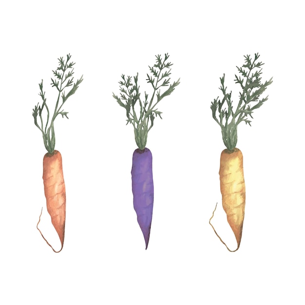 Vecteur carottes aquarelles
