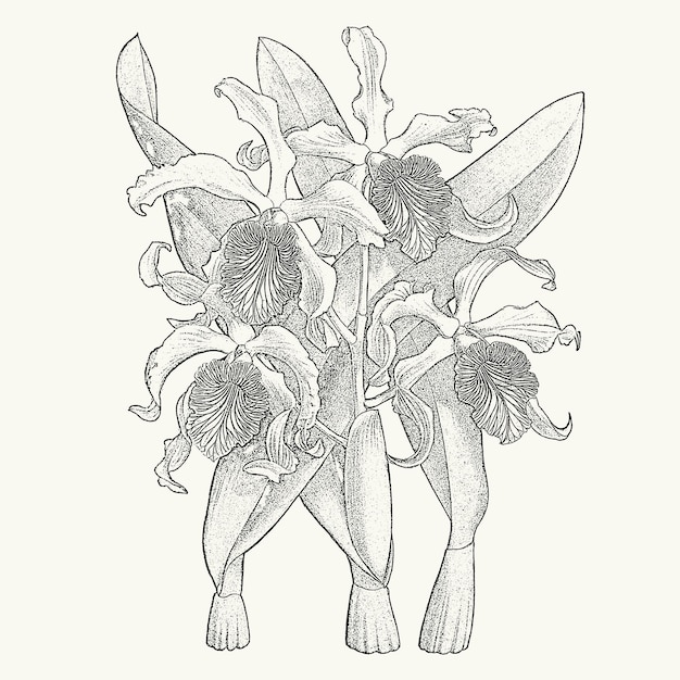 Vecteur carte postale monochrome bouquet de fleurs exotiques cattleya dessin botanique dans le style de gravure