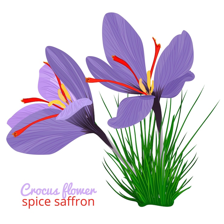 Vecteur carte vintage avec fleur de crocus violette sur fond blanc modèle de style aquarelle d'épices au safran