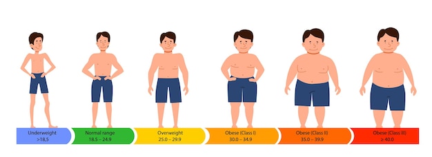 Vecteur catégories avec indice de masse corporelle silhouettes masculines avec une silhouette épaisse normale et élancée