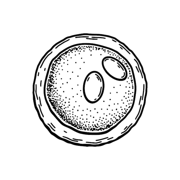 Vecteur cellule sanguine lymphoblastique isolée sur fond blanc