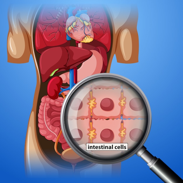 Cellules Intestinales Et Loupe