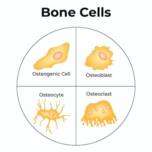 Vecteur les cellules osseuses les cellules ostéogéniques les ostéoblastes les ostéocytes l'illustration du vecteur des ostéoclastes