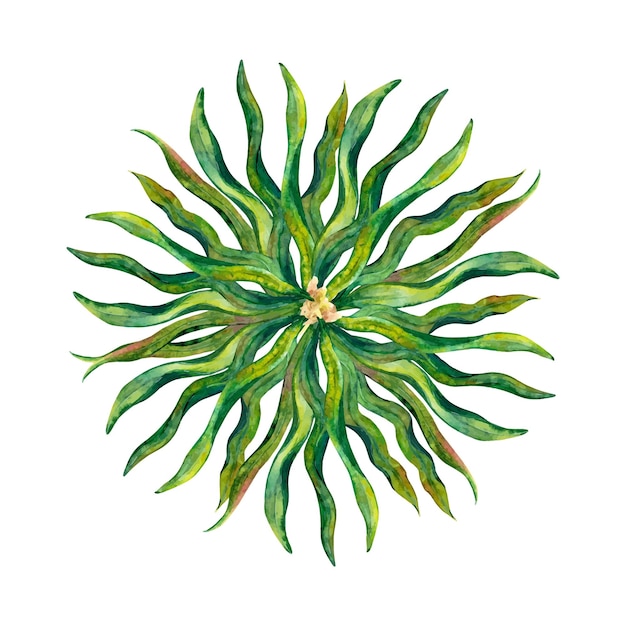 Vecteur cercle de dessin à l'aquarelle à partir de feuilles d'algues de laminaria vert foncé courbes isolées sur un fond blanc