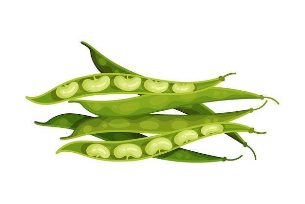 Vecteur céréales de légumineuses ou de légumes poudreux avec illustration vectorielle des gousses et des haricots
