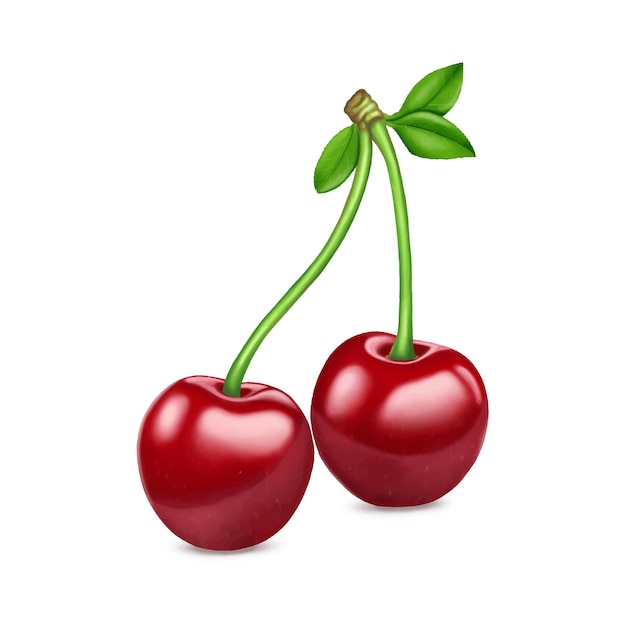 Vecteur cerises rouges peintes sur blanc