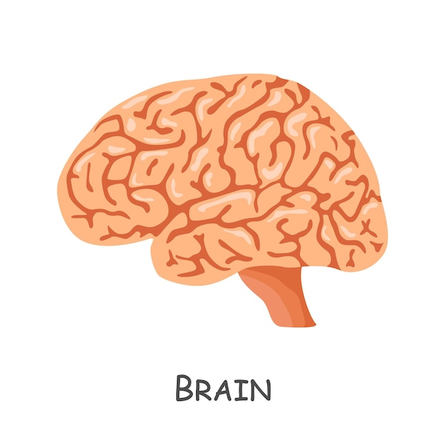 Cerveau De Dessin Animé Humain Vecteur Isolé