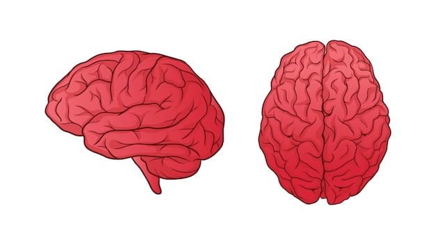 Cerveau Humain Dessiné à La Main