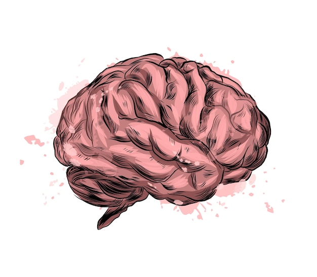 Vecteur cerveau humain d'une éclaboussure d'aquarelle, dessin coloré, réaliste.