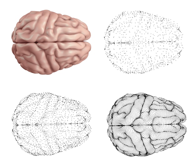 cerveau humain, vecteur, ensemble, dans, différent, styles, meshe