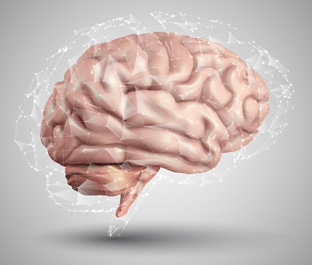 Cerveau humain et vecteur de maillage d'éléments de conception abstraite