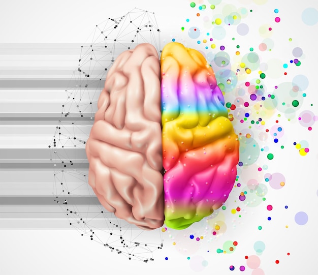 Cerveau vectoriel humain maillage hémisphères logiques et créatifs couleurs vives apprentissage et développement personnel