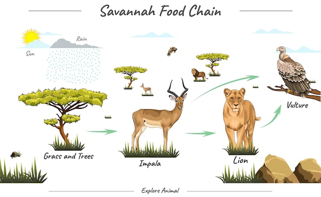 Vecteur chaîne alimentaire simple dans l'illustration de la savane