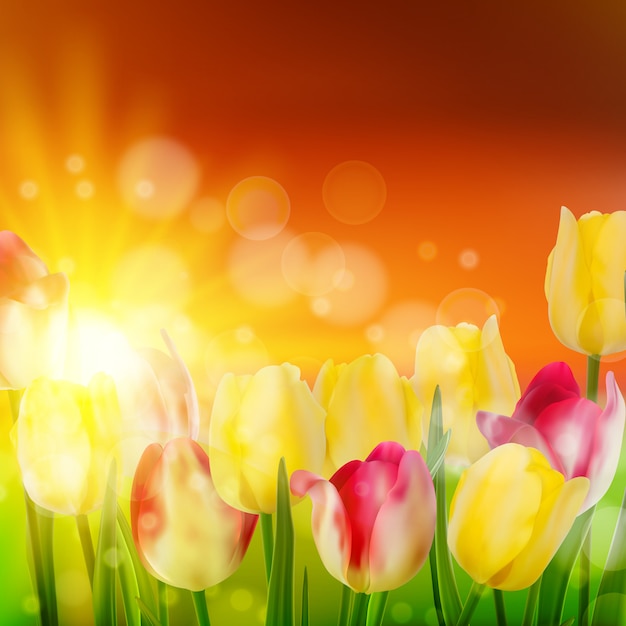 Champ de tulipes au coucher du soleil.