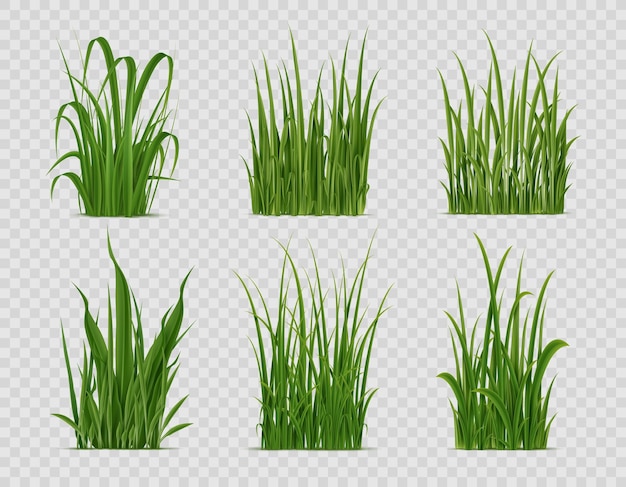 Champ vert d'herbe réaliste ou plantes de pelouse nature vectorielle tufts 3d isolés et grappes de jardin de printemps cour arrière ou tapis d'herbe de prairie avec feuilles vertes fraîches lames et pousses