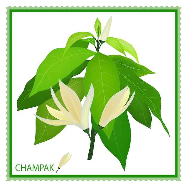 Champaka blanc ou Magnolia Champaca avec des feuilles vertes sur une branche, illustration dessinée à la main.