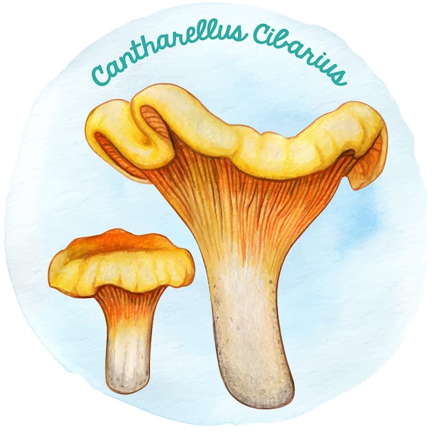 Champignon dessiné à la main Watercoor Cantharellus Cibarius