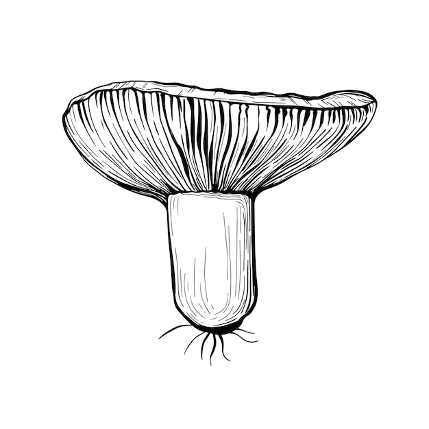 Vecteur champignon russula isolé sur fond blanc. un champignon comestible avec une tige et un chapeau. délicieux champignons forestiers d'automne. nourriture végétalienne. illustration vectorielle dessinés à la main