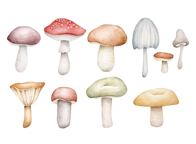 Champignons à l'aquarelle