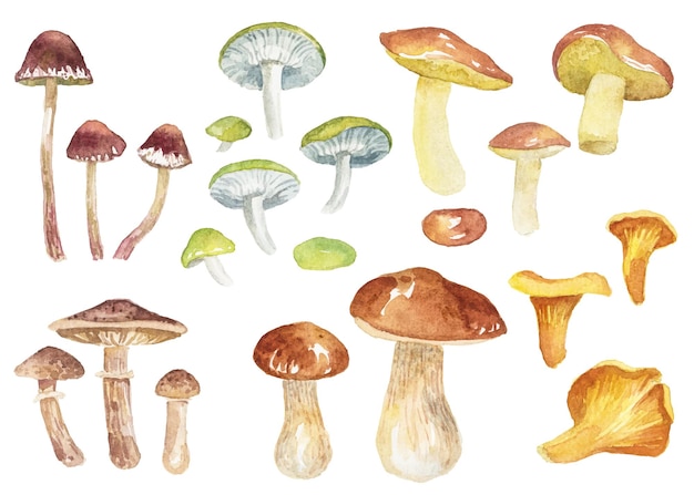 Champignons D'automne Aquarelle Isolés Sur Blanc