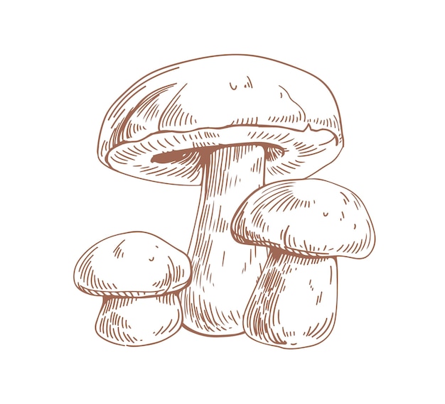 Champignons Bolets Décrits Dans Un Style Vintage. Champignons Porcini, Composition De Croquis. Dessin De Gravure De Champignon Comestible. Illustration Vectorielle Profilée Dessinée à La Main Isolée Sur Fond Blanc.