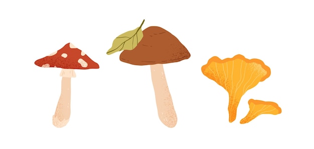 Champignons Comestibles Et Non Comestibles D'automne. Bolets De Bouleau, Amanite Tue-mouche Et Girolles. Nourriture Fraîche De La Forêt D'automne. Champignons Saisonniers. Illustration Vectorielle Plane Colorée Isolée Sur Fond Blanc.