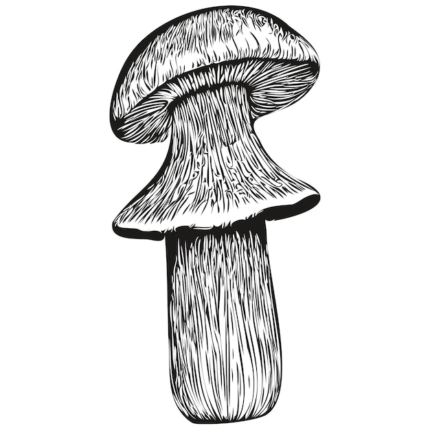 Champignons Contour Dessin Au Crayon Noir Personnage Sur Fond Blanc Champignons Organiques